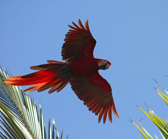 Carara National Park Guided Tour