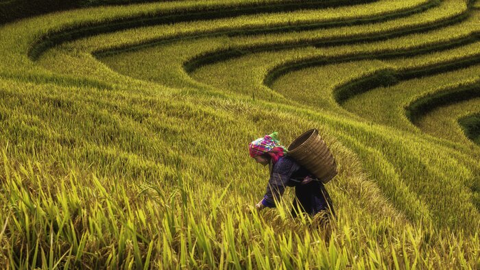 Visit remote hill tribes near the town of Sapa in northwest Vietnam