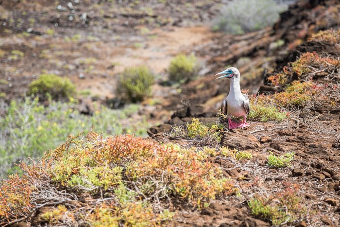 Look for rare bird species like the red-footed booby in Isla San Cristobal