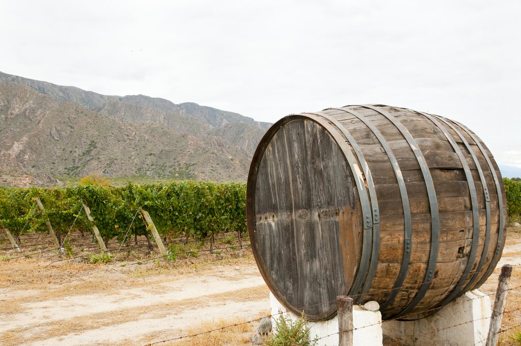 Vineyard in Cafayate