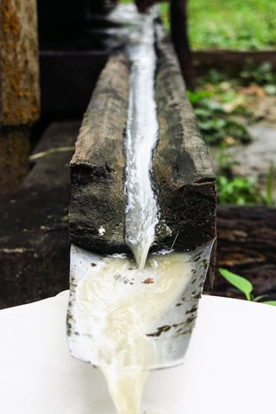 El Trapiche Sugarcane Mill Tour