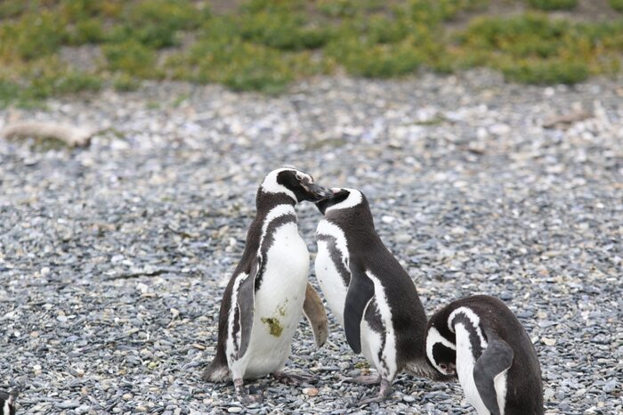 Almanza, sunset and Penguins 🐧🍽️🌅 PM Excursion