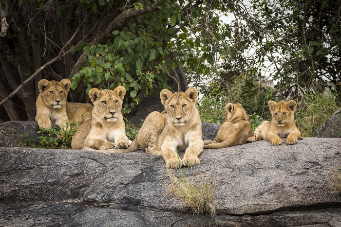 Lion cubs sunning in Serengeti National Park