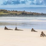 Marine iguanas in Tortuga Bay