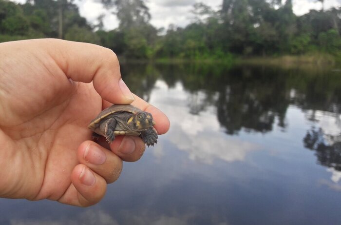 Pacaya Samiria Amazon Lodge 4/4 & Flight to Lima (HIH)