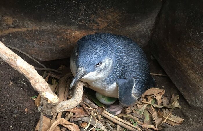 Oamaru Blue Penguin Colony tour