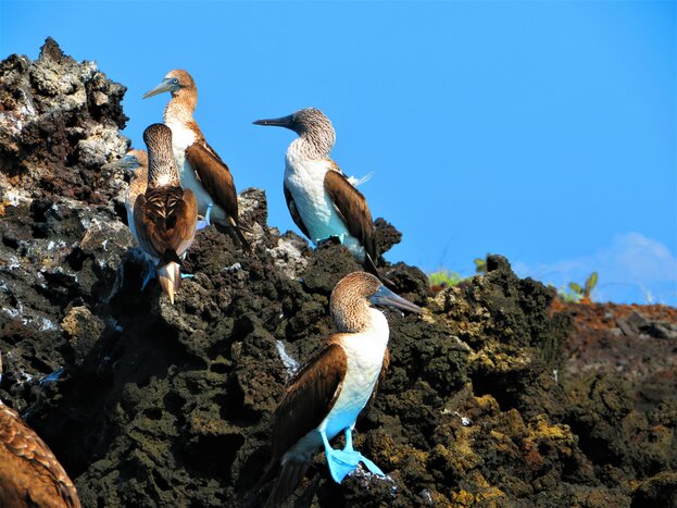 Isabela Island: Moreno Point - Elizabeth Bay