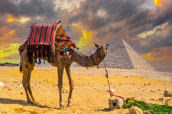 See the Great Pyramid of Giza from the back of a camel on a quick five-day exploration of Egypt