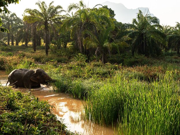 Morning Jungle Walk with Elephants at Following Giants (Joining Tour)