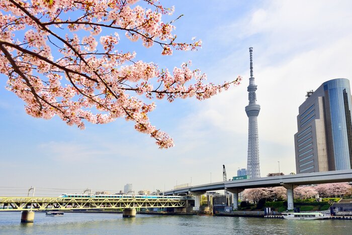 Chase Cherry Blossom with Meiji Jingu in Tokyo