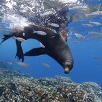 Learn the basics of scuba diving in the Galápagos Islands