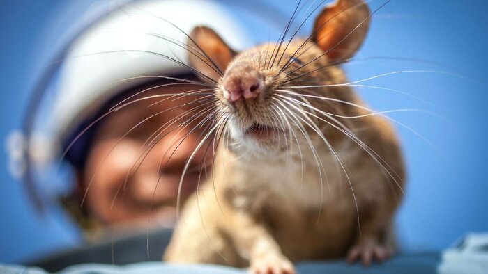 Visit Hero Rats at APOPO Visitor Center