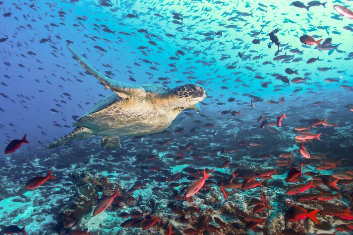 Dive, swim, and snorkel the wildlife-rich Galápagos Islands