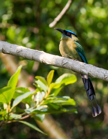 Finca Santa Victoria Half Day Birding Tour