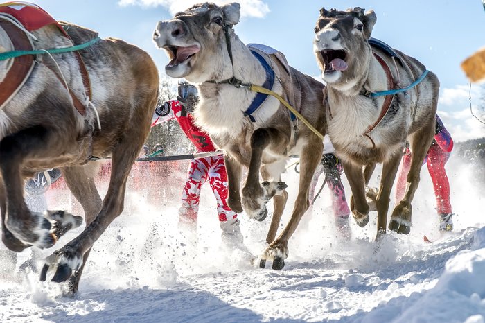 Reindeer Farm and Ranua Wildlife Park Visit