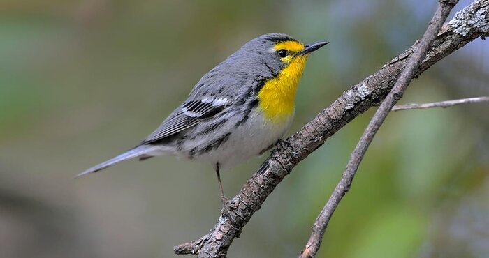 Half day visit to Butterfly Ranch at the Green Hills
