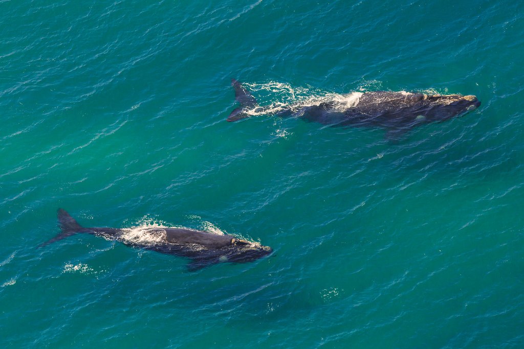 Southern right whales off Hermanus