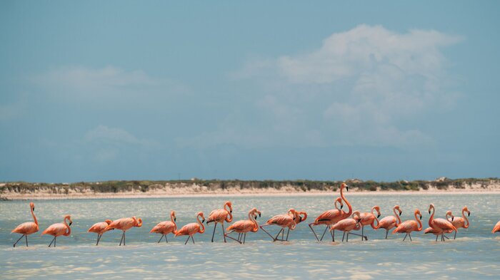 A pink-ish day at Río Lagartos!