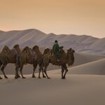 Ride a camel across the dunes of Mongolia's Gobi Desert