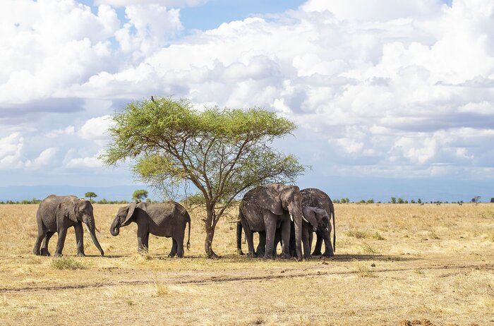 Elephants in Tarangire National Park, Tanzania