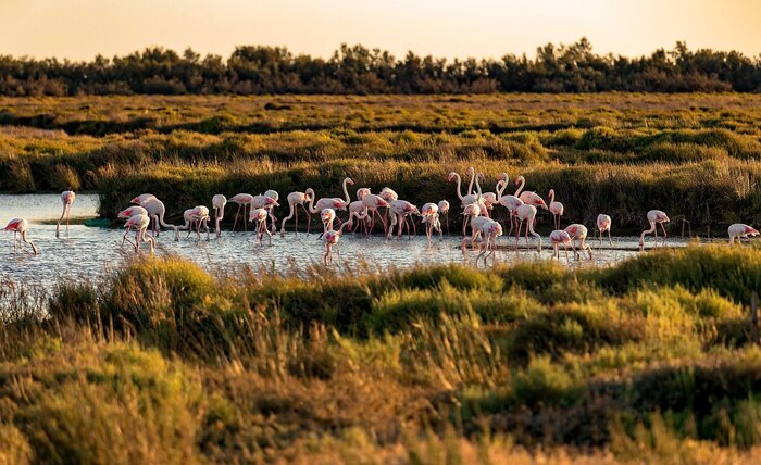 Private Camargue Day: Flamingos, Bulls & Beyond