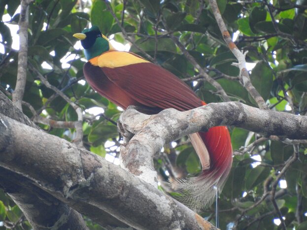 Trek Leuser Park - Day 3