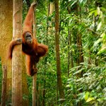 Spot orangutans in their natural habitat in Gunung Leuser National Park, Indonesia
