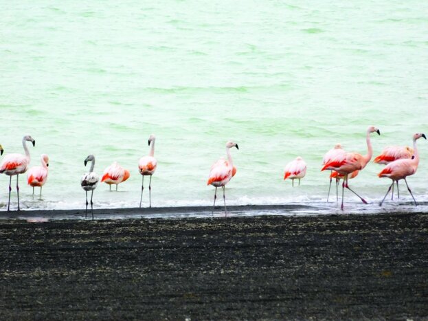 Wildlife Photo Safari in Patagonia