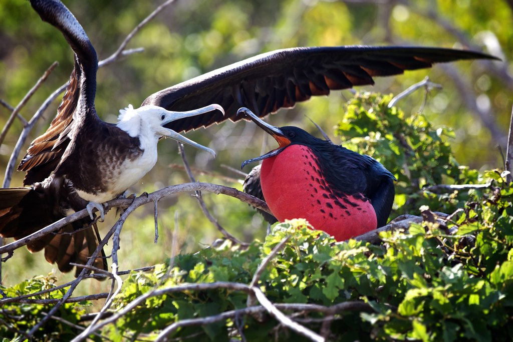 Adult and juvenile frigate birds