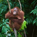 See orangutans in the wilds of Borneo