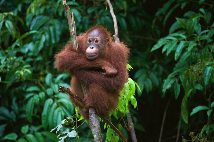 See orangutans in the wilds of Borneo