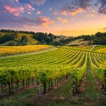 Barossa Valley wine region in South Australia