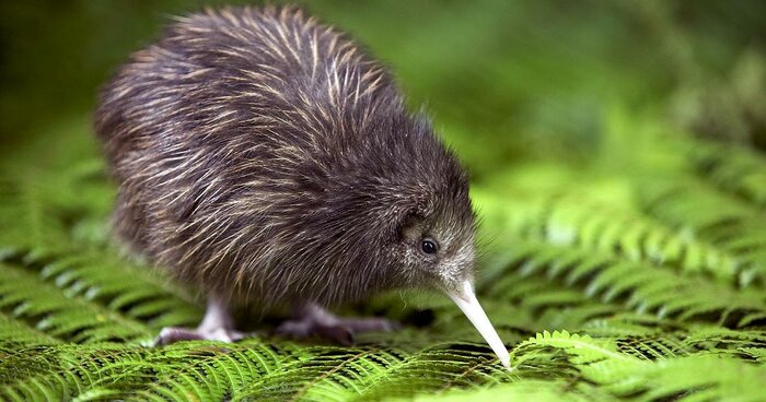 Willowbank Wildlife Reserve Reserve Entry & Guided Kiwi Tour