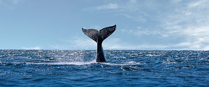 Full-Day Peninsula Valdes