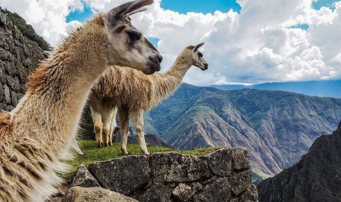 Morning Visit to Machu Picchu