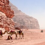 Camels await their passengers in the Wadi Rum 