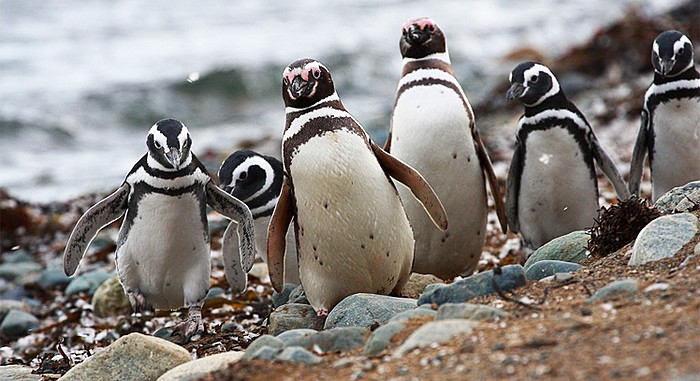 Isla Magdalena and Penguin Colony