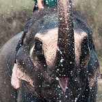 Visit with local elephants