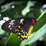 Explore the Australian Butterfly Sanctuary