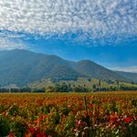 Appreciate the changing fall foliage in the Colchagua Valley as you sample wine on a tasting tour in the fall