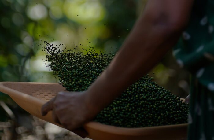 Visit Spice Plantation