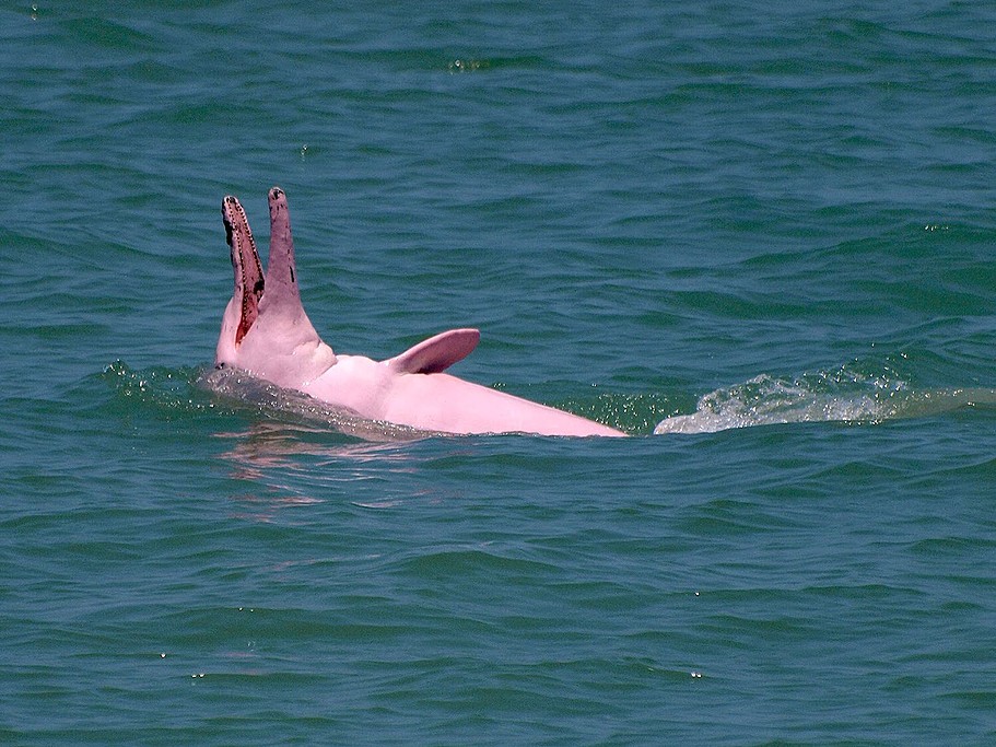 See pink dolphins in the wild