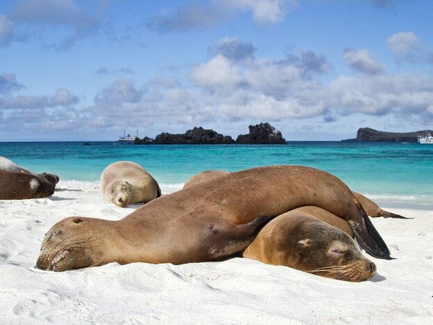 Morning Bay Tour & Afternoon Leisure in Santa Cruz - Isla Santa Cruz and Puerto Ayora