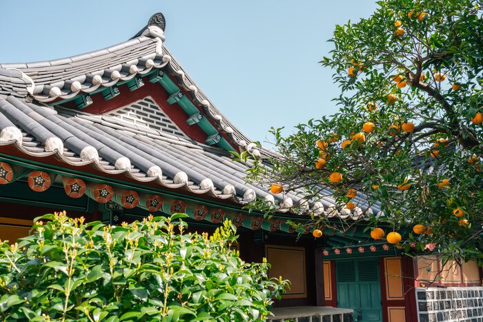 Colorful tangerines and camellias flourish during Jeju Island's winter season