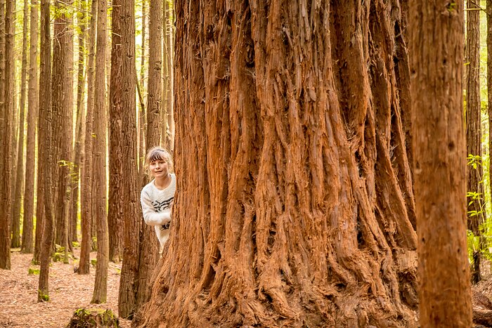 Explore the redwoods of Rotorua