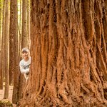 Explore the redwoods of Rotorua