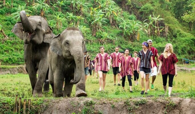 Half Day Morning/Afternoon Visit to Elephant Jungle Sanctuary (Join-in Basis, No Riding)