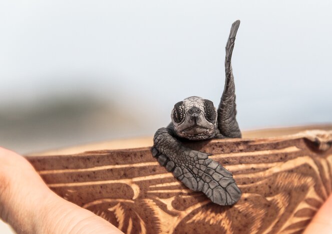 Help release sea turtle hatchlings in Huatulco