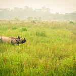 Wild endangered one-horn rhinoceros grazing in Chitwan
