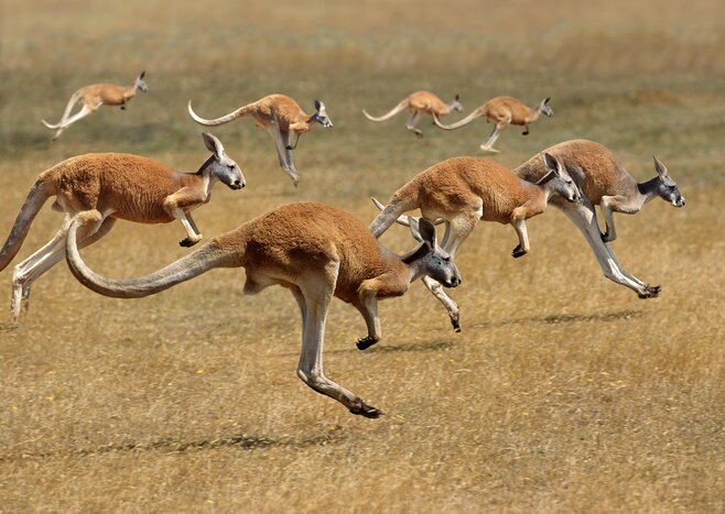 Spend time with the native wildlife on Kangaroo Island